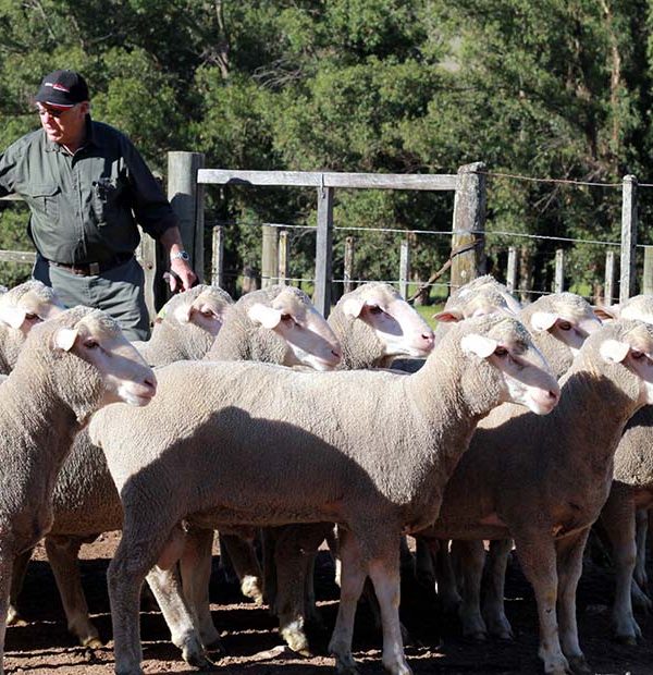 Aportes para la recuperación de stock de ovinos
