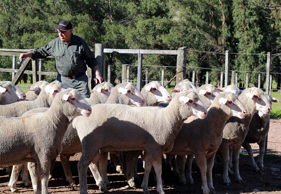 Aportes para la recuperación de stock de ovinos